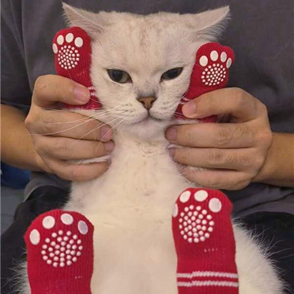 Pet Socks    PCH581